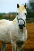 Caballo blanco