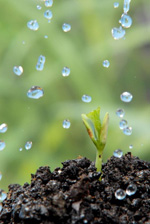 Gotas de lluvia cayendo en la tierra regando una planta