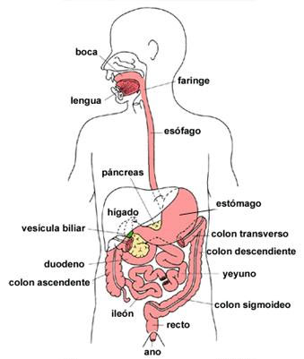 El aparato digestivo, donde se ven los distintos lugares que pueden realizar las ostomías.Texto explicativo