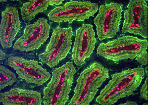 Las células endoteliales con almacenados factor Von Willebrand (rojo) en los gránulos citoplasmaticos