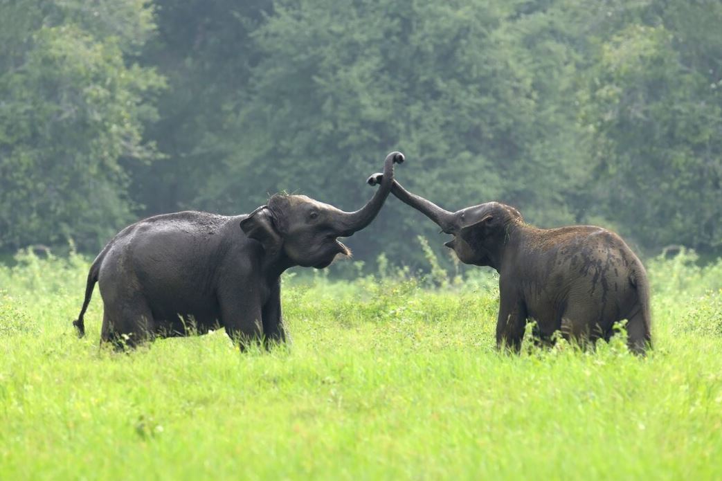 2 elefantes en una pradera verde