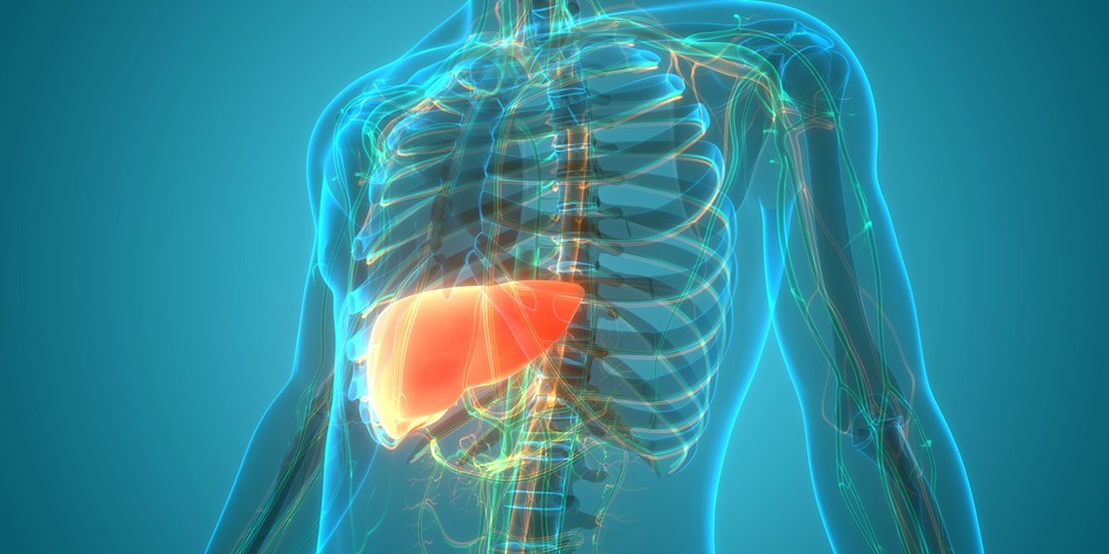 Ilustración médica en 3D del torso humano semitransparente vista de frente, con la caja torácica, la columna vertebral y parte del sistema circulatorio visibles. El hígado aparece destacado en color naranja brillante en la parte superior derecha del abdomen, bajo las costillas. Fondo azul degradado.