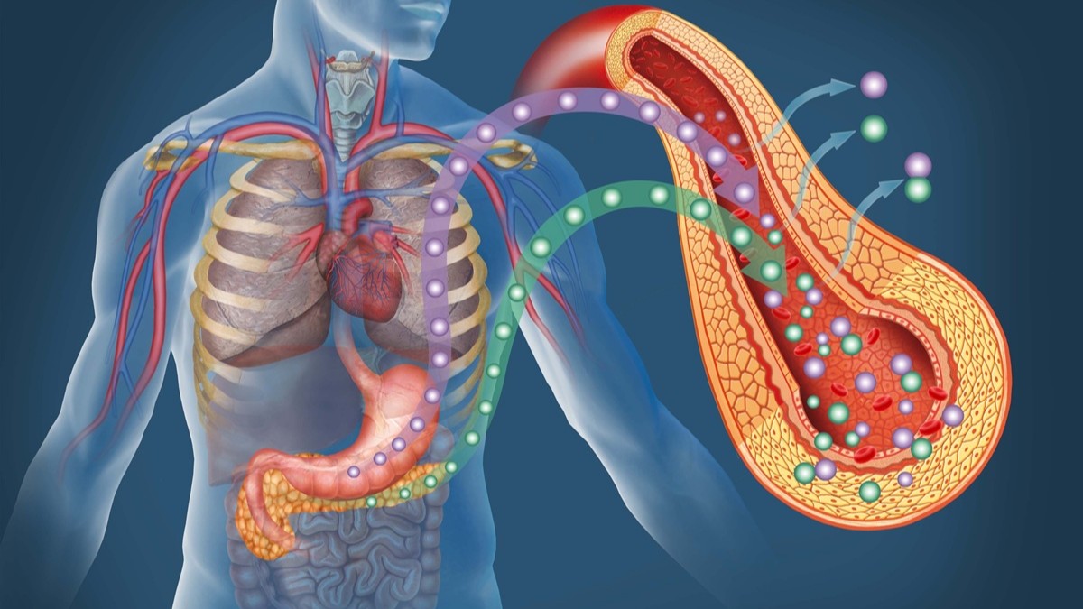 La imagen muestra un cuerpo humano con órganos internos y un páncreas ampliado que libera hormonas al torrente sanguíneo para regular la glucosa y mantener la homeostasis.