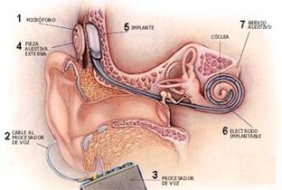 Parte interna del oído