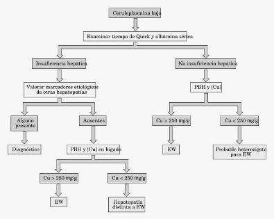 Algoritmo diagnóstico ante el hallazgo de una hipoceruloplasminemia. PBH: punción biopsia hepática; EW: enfermedad de Wilson
