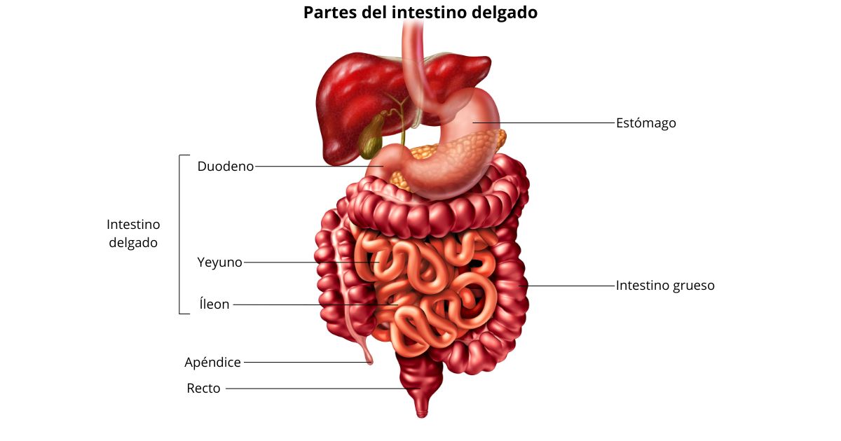 anatomia y partes del intestino delgado