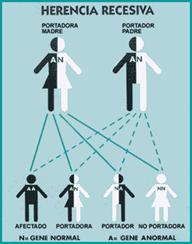 Esquema que refleja la herencia recesiva: ATAXIA