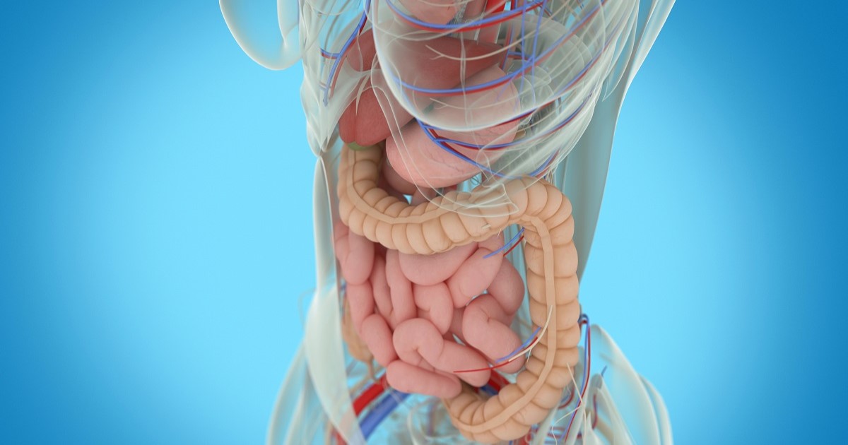 anatomia de los órganos del cuerpo de una mujer. Representación de como son los órganos. Discapacidad física orgánica.