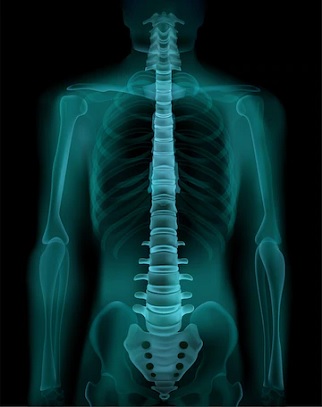 Radiografía de una columna sana, sin ninguna de las enfermedades reumáticas de espalda
