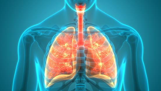 Anatomía de los pulmones del sistema respiratorio humano