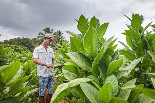 Agricultor en una plantación de tabaco