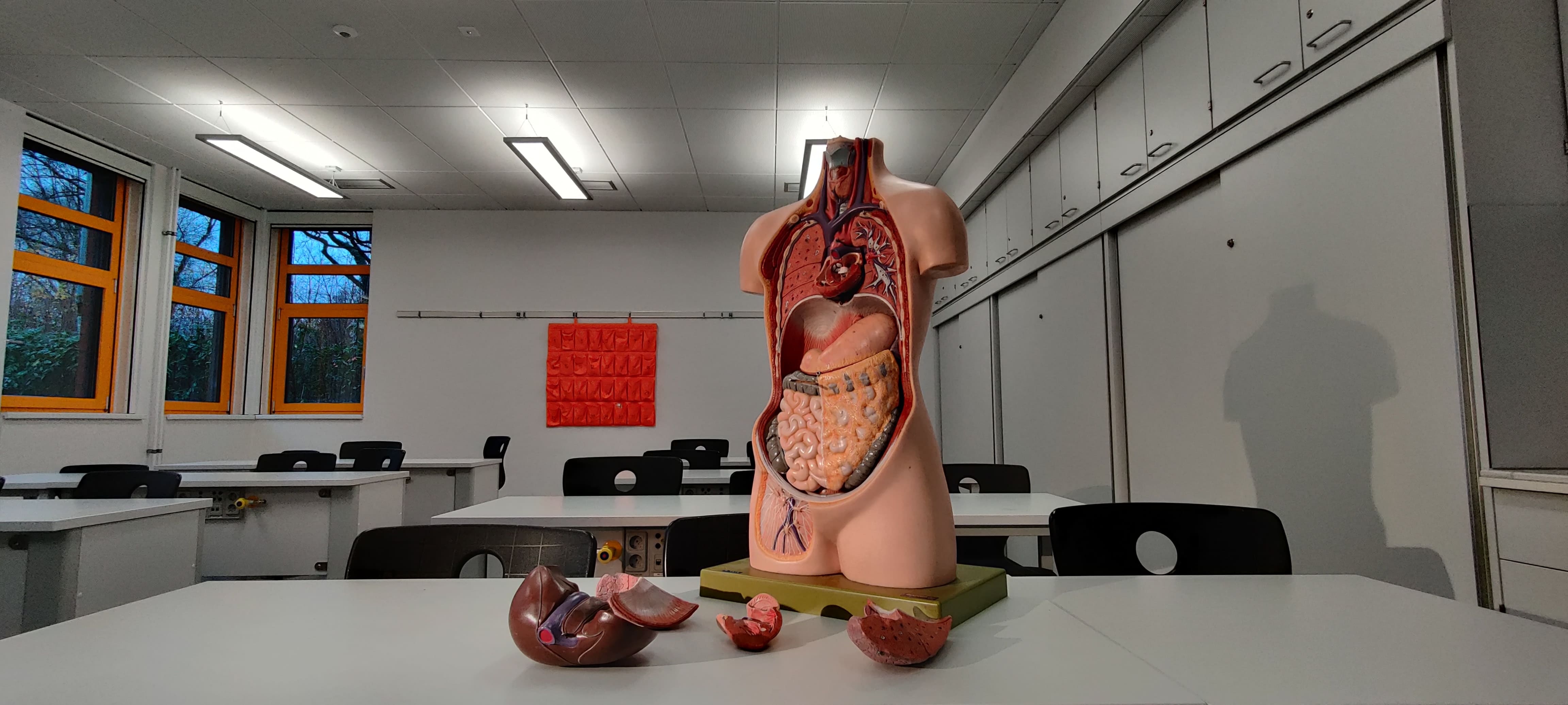 maqueta de órganos del cuerpo humano