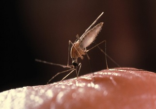 El mosquito que suele transmitir la malaria