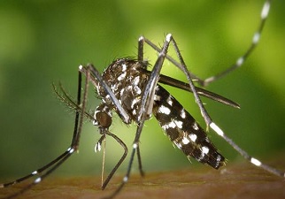 El mosquito Aedes aegypti que produce la enfermedad del Dengue
