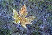 Hojas de de un árbol en el mes de otoño. Parkinson
