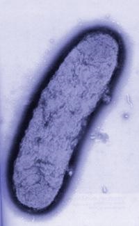 Molecula de la peste vista en microscopio