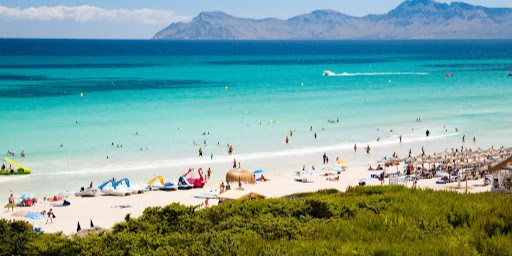 Playa Can Picafort, de agua cristalina y llanuras de fondo, con una vegetación muy bonita justo al frente de la foto y varias personas bañándose y disfrutando