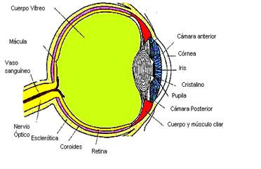 Anatomía del ojo para entender mejor los síntomas del Retinoblastoma. Texto explicativo