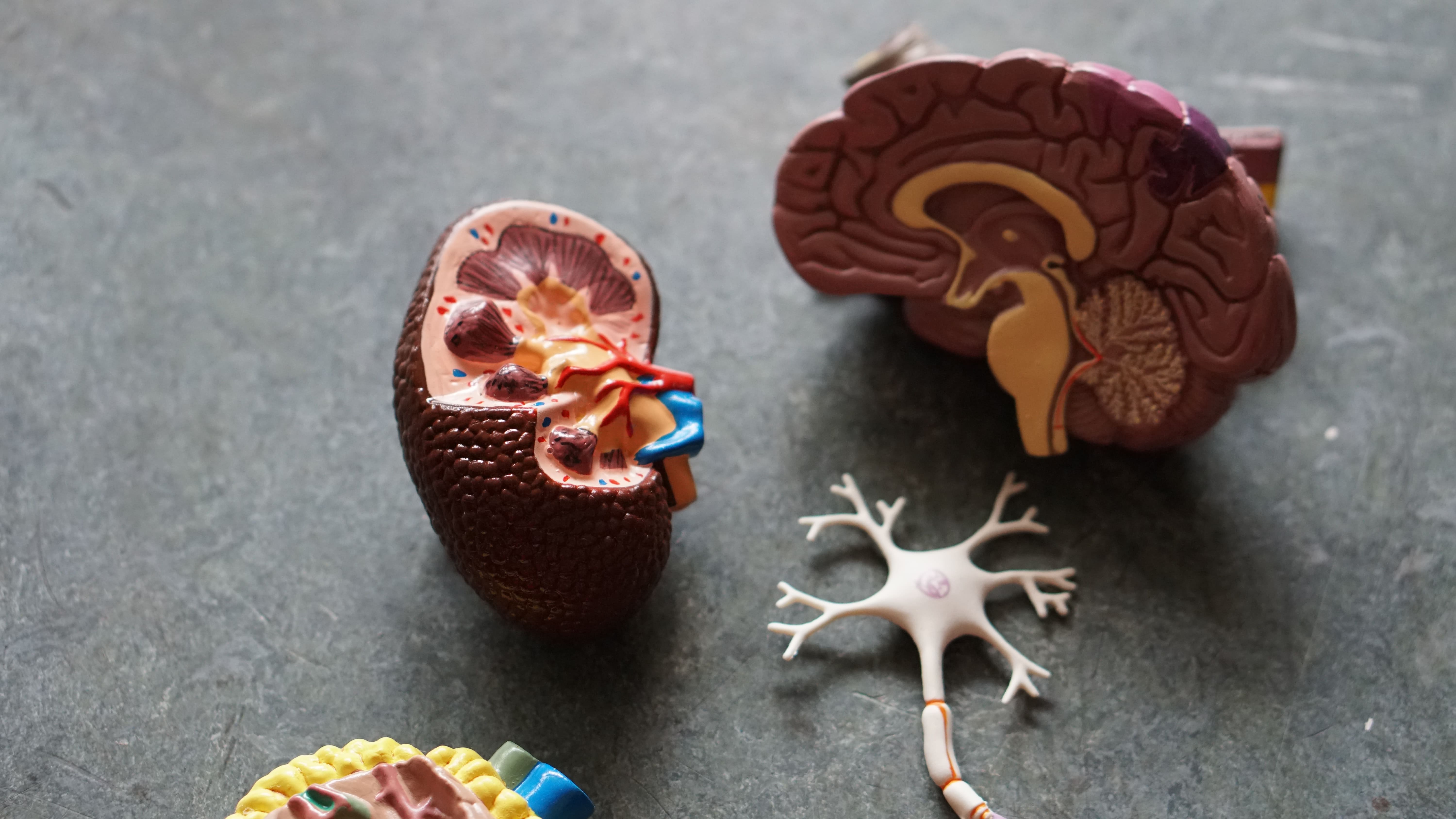 maqueta de cerebro