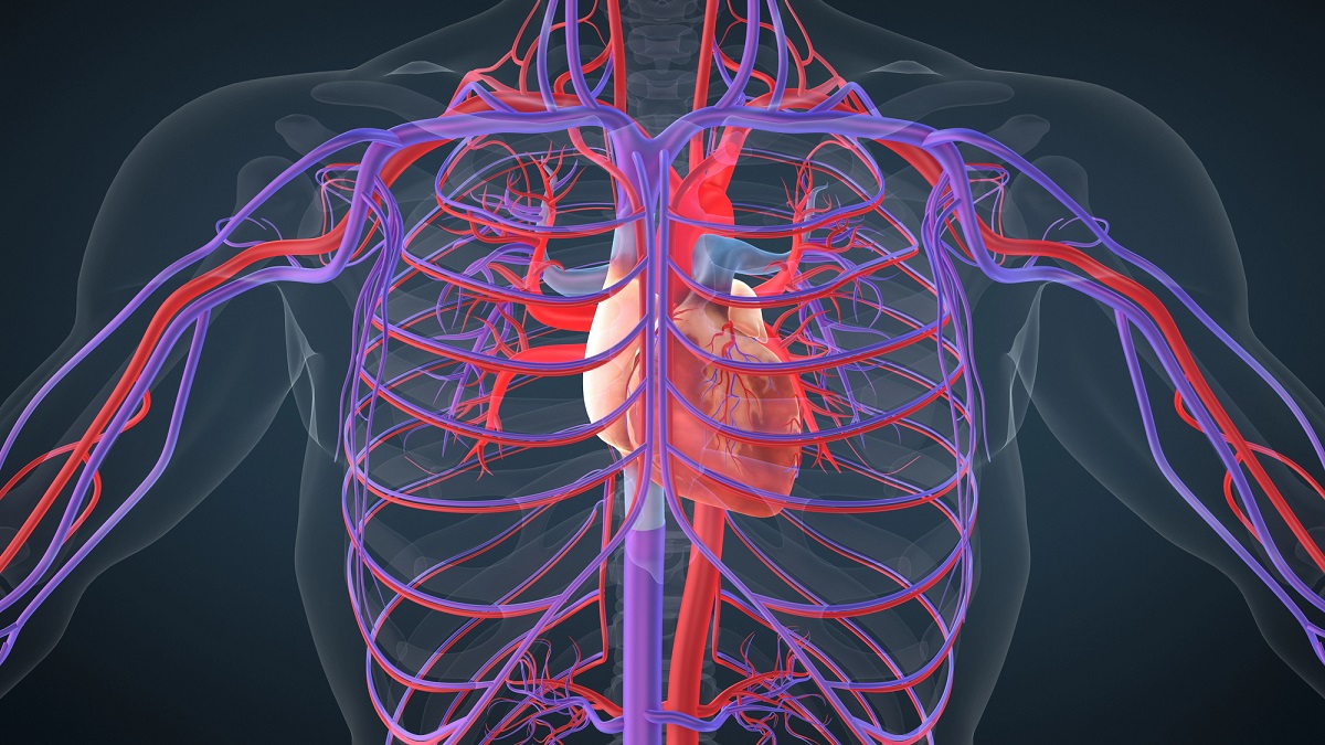 Ilustración detallada del sistema circulatorio humano, mostrando el corazón en el centro, arterias en rojo y venas en azul, distribuidas a lo largo del cuerpo para transportar sangre.