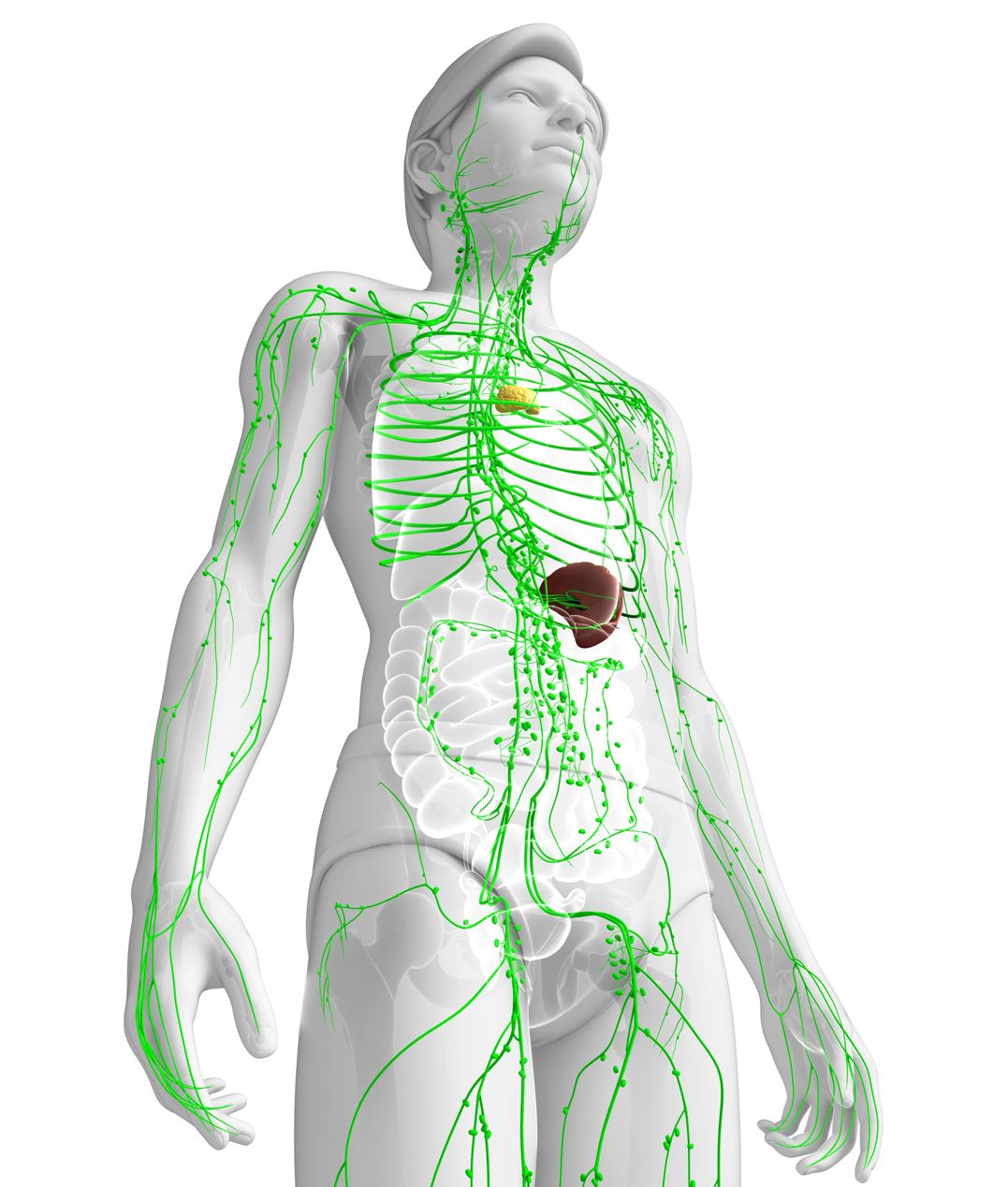 Ilustración del sistema linfático humano que muestra los vasos linfáticos y ganglios en verde, distribuidos por el cuerpo, incluyendo órganos clave como el bazo y el timo.