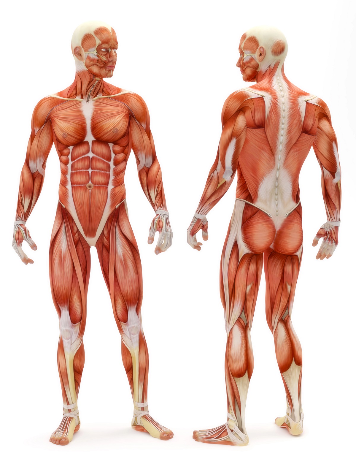 representación de los musculos del cuerpo humano, vista anatómica.