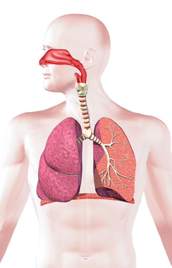 Ilustración anatómica del sistema respiratorio humano, mostrando órganos clave como la nariz, la tráquea, los bronquios y los pulmones, resaltando su estructura y función.