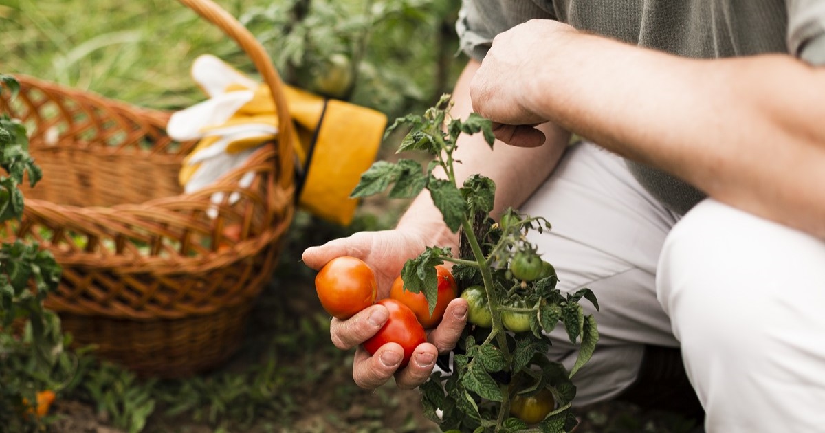 persona recogiendo tomates de la planta. ejemplo de alimentación sostenible por cercanía del producto.
