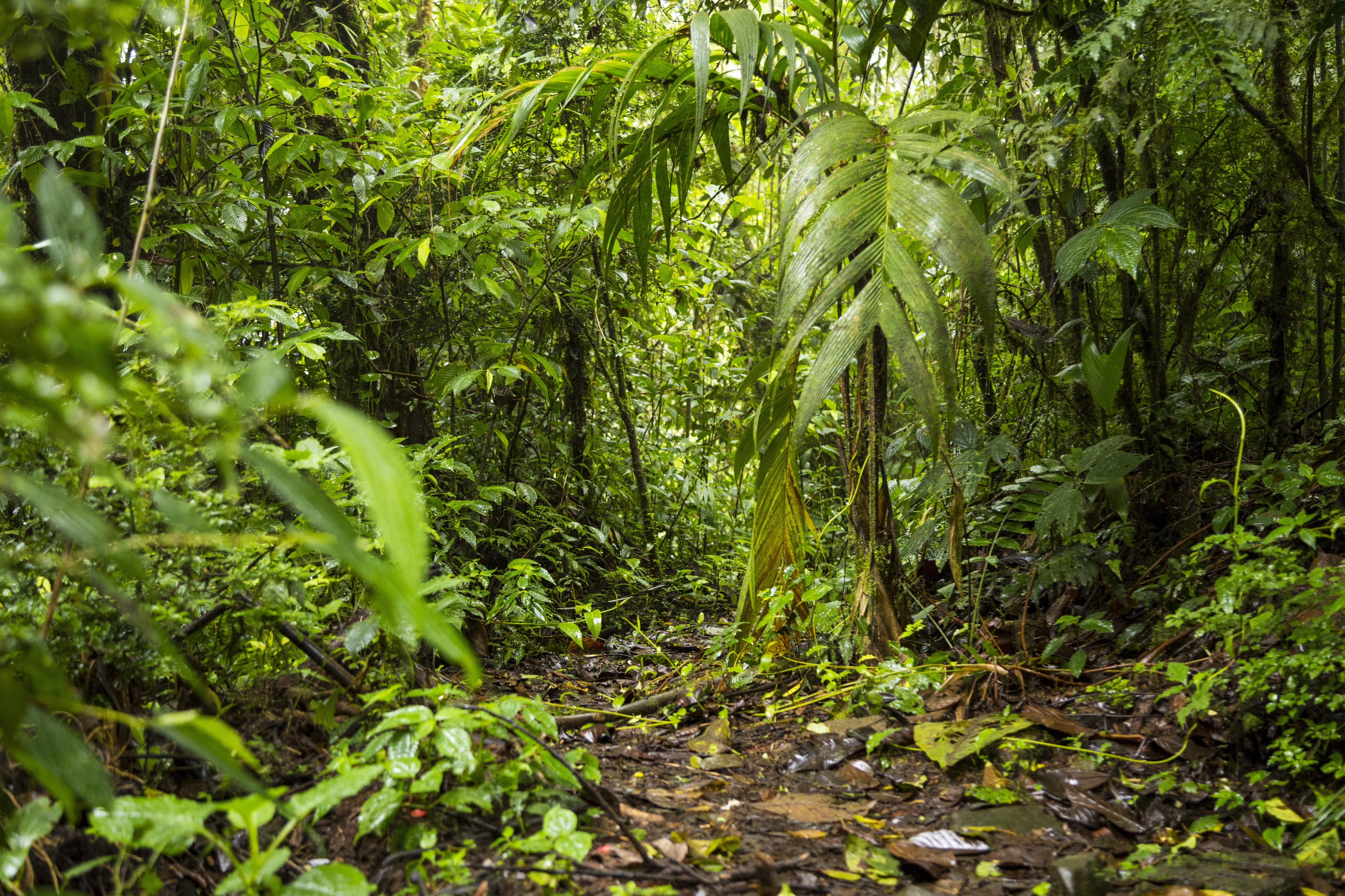 selva con abundante vegetación, es un tipo de ecosistema terrestre