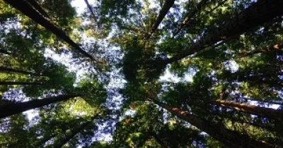 arboles