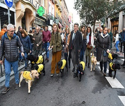 Personas paseando a perros guía por las Fiestas de San Antón de Madrid