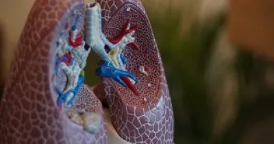 representación de unos pulmones a escala