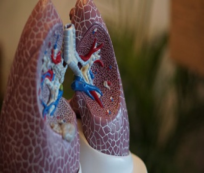 representación de unos pulmones a escala