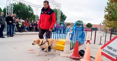 Demostración del trabajo de asistencia en la Fundación ONCE del Perro Guía