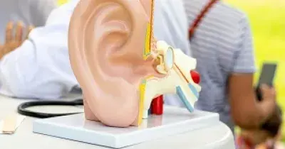 Detalle de una maqueta del sistema auditivo humano (Fuente: Servimedia)