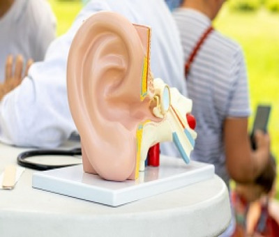 Detalle de una maqueta del sistema auditivo humano (Fuente: Servimedia)