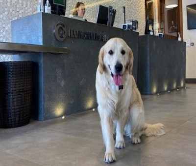 Perro en recepción de hotel de ILUNION (Fuente: ILUNION)