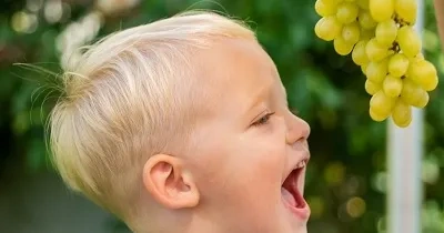 Un niño menor de 5 años intentando comer un racimo de uvas (Fuente: SEORL-CCC)