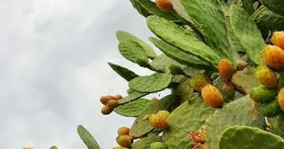 Plantas de un cactus que sobrevive al cambio climático