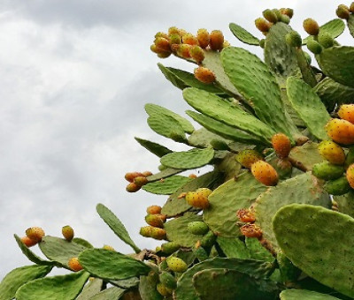 Plantas de un cactus que sobrevive al cambio climático