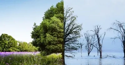 concepto de cambio climático con una imagen que a la derecha está un arbol con mucho verde y a la derecha están los árboles secos y nada de verde