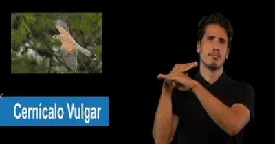 Representación del término en lengua de signos para referirse al ave llamado cernícalo vulgar