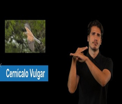 Representación del término en lengua de signos para referirse al ave llamado cernícalo vulgar