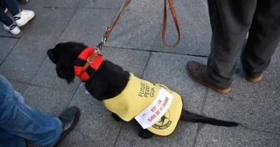 un perro guía sentado negro