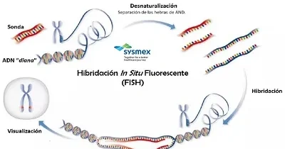 Gráfica de Sysmex, sobre el proceso de funcionamiento de la técnica FISH (Fuente: Sysmex España)