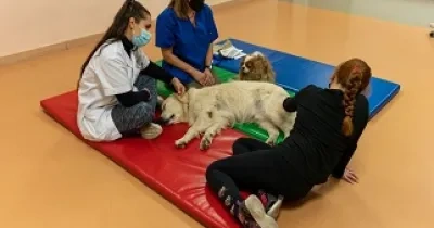Un momento de una de las terapias con perros para menores con trastornos de salud mental (Fuente: Purina)