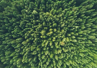 bosque sostenibles