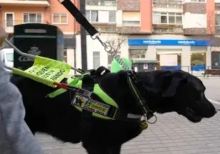 Un perro guía "trabajando" para una persona ciega (Fuente: ONCE)