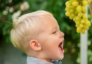 Un niño menor de 5 años intentando comer un racimo de uvas (Fuente: SEORL-CCC)