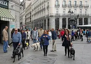 Perros guía de paseo por Madrid (Fuente: Grupo Social ONCE)